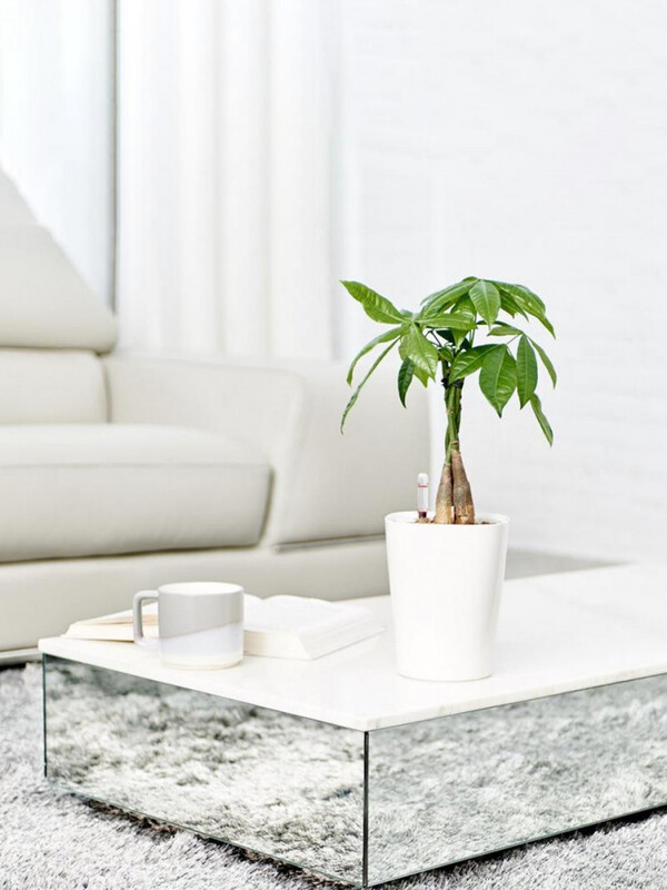 Világos nappali jógamatraccal és növényekkel, ahol reggeli nyújtás végezhető